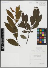 Foto von Salix appendiculata Vill.